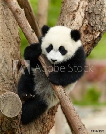 Bild på Giant panda baby over the tree